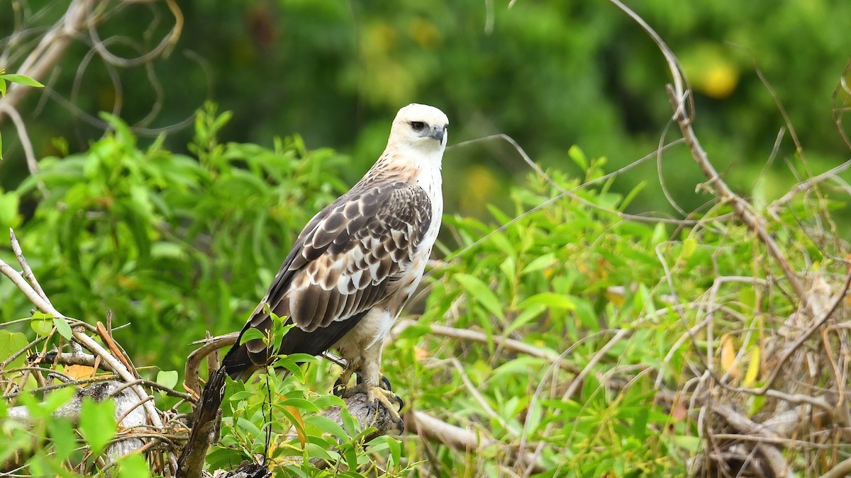 Changeable Hawk-Eagle - ML639402675