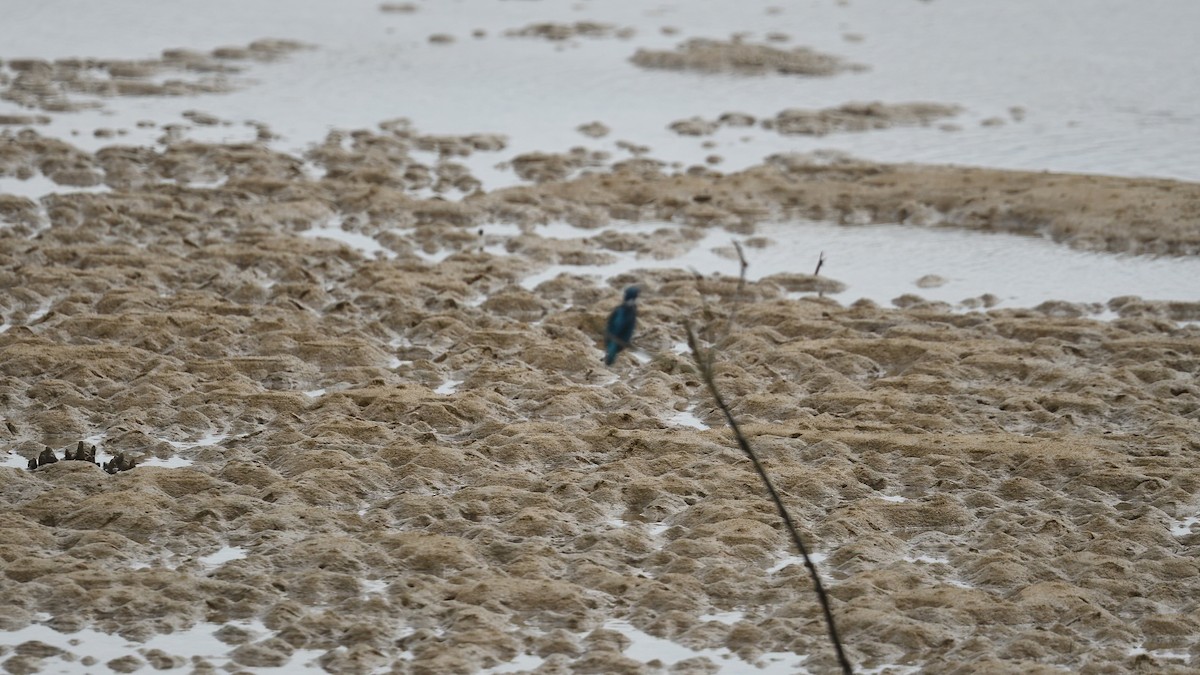 Menintingeisvogel - ML639402677