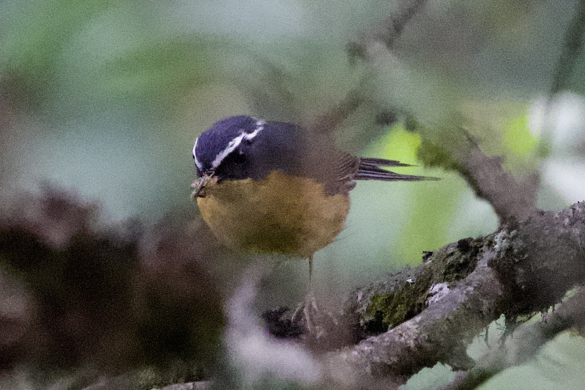Weißbrauen-Blauschwanz - ML639402679