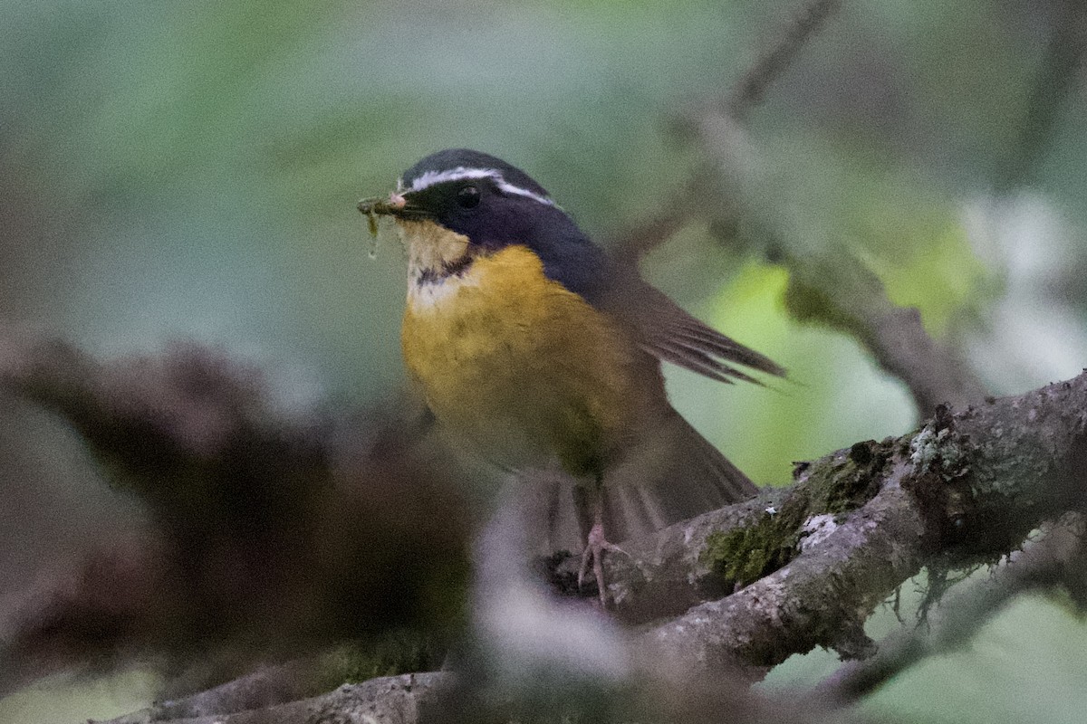 Weißbrauen-Blauschwanz - ML639402680