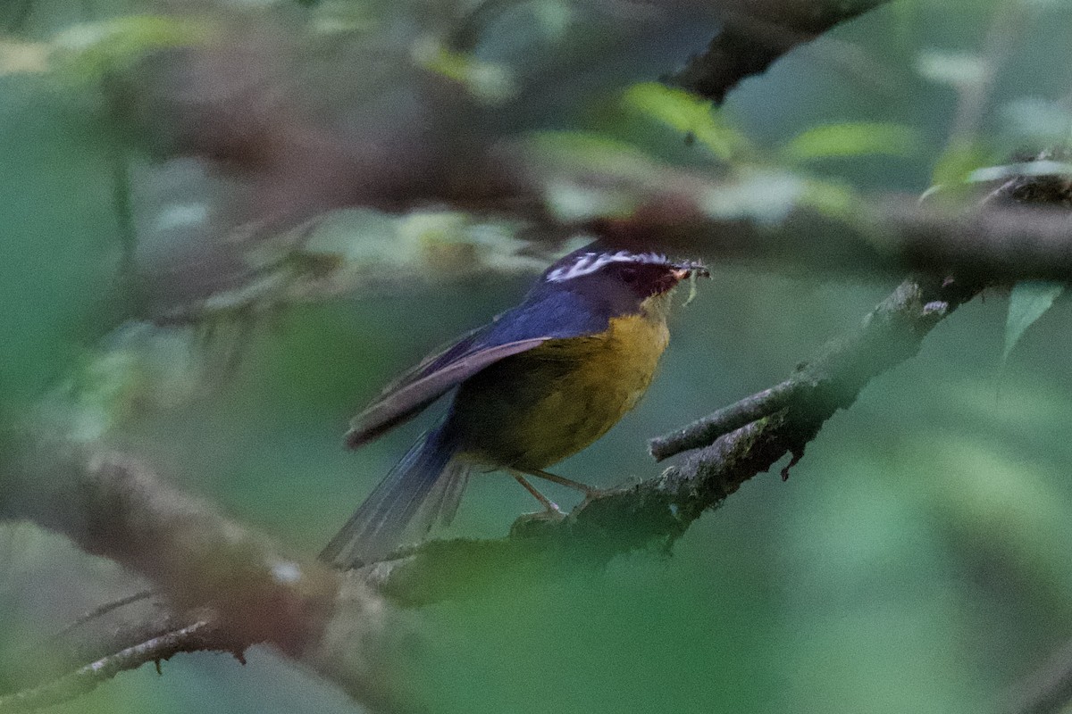 Weißbrauen-Blauschwanz - ML639402681