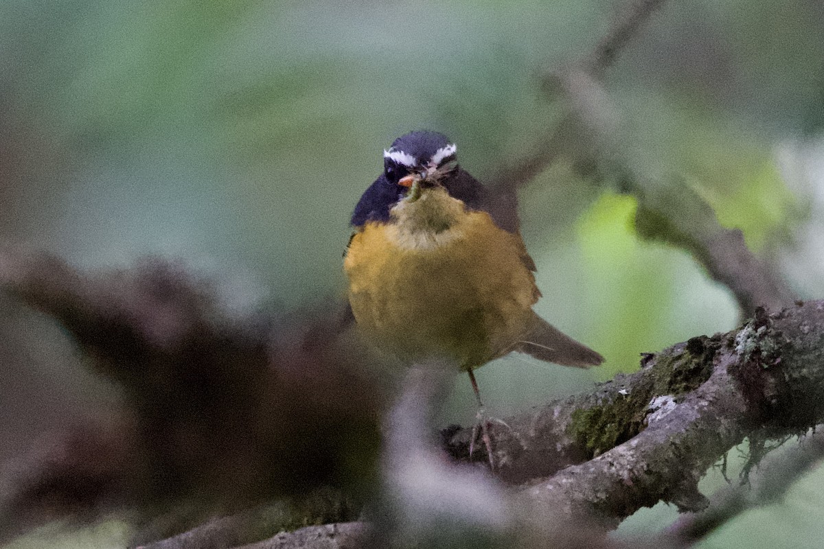 Weißbrauen-Blauschwanz - ML639402682