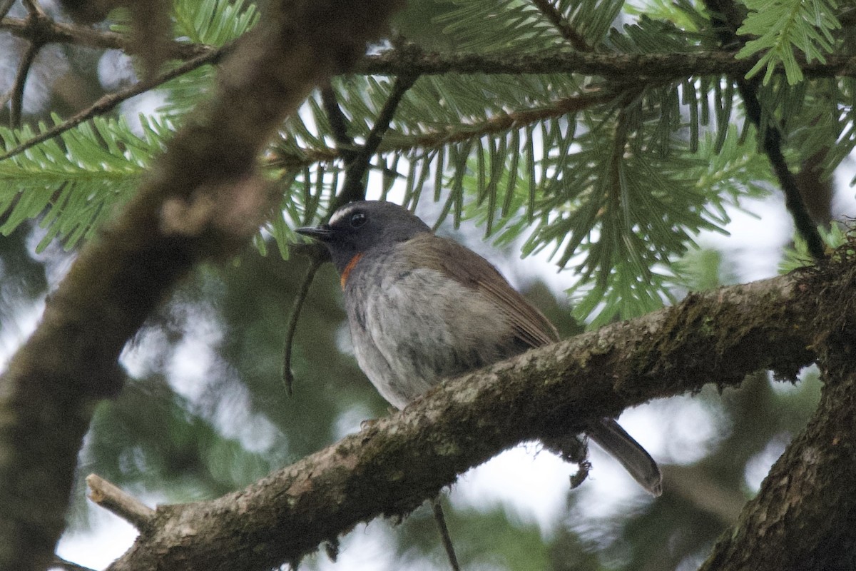 Zimtkehlschnäpper - ML639402687