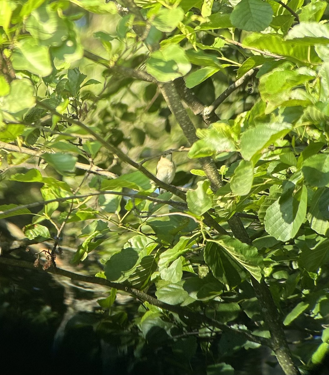 Collared Flycatcher - ML639402691
