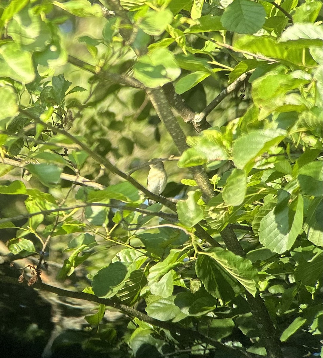 Collared Flycatcher - ML639402692