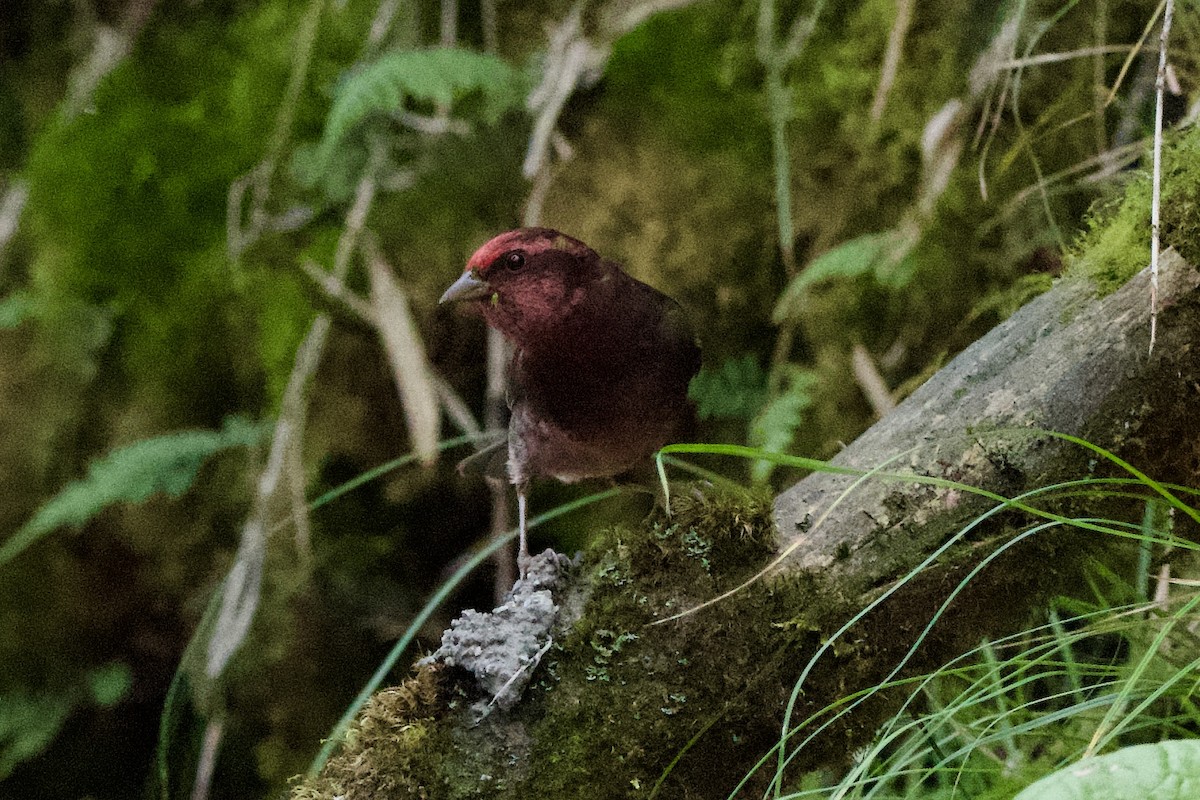 Dark-breasted Rosefinch - ML639402693