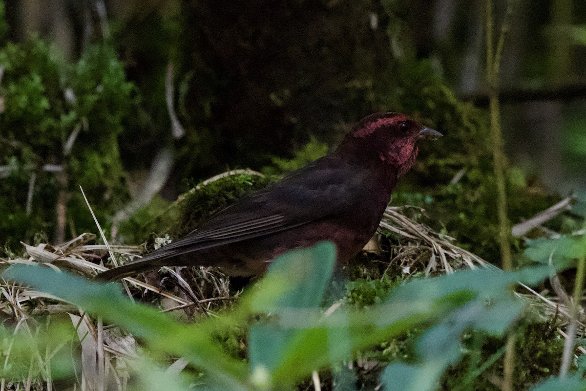 Dark-breasted Rosefinch - ML639402694