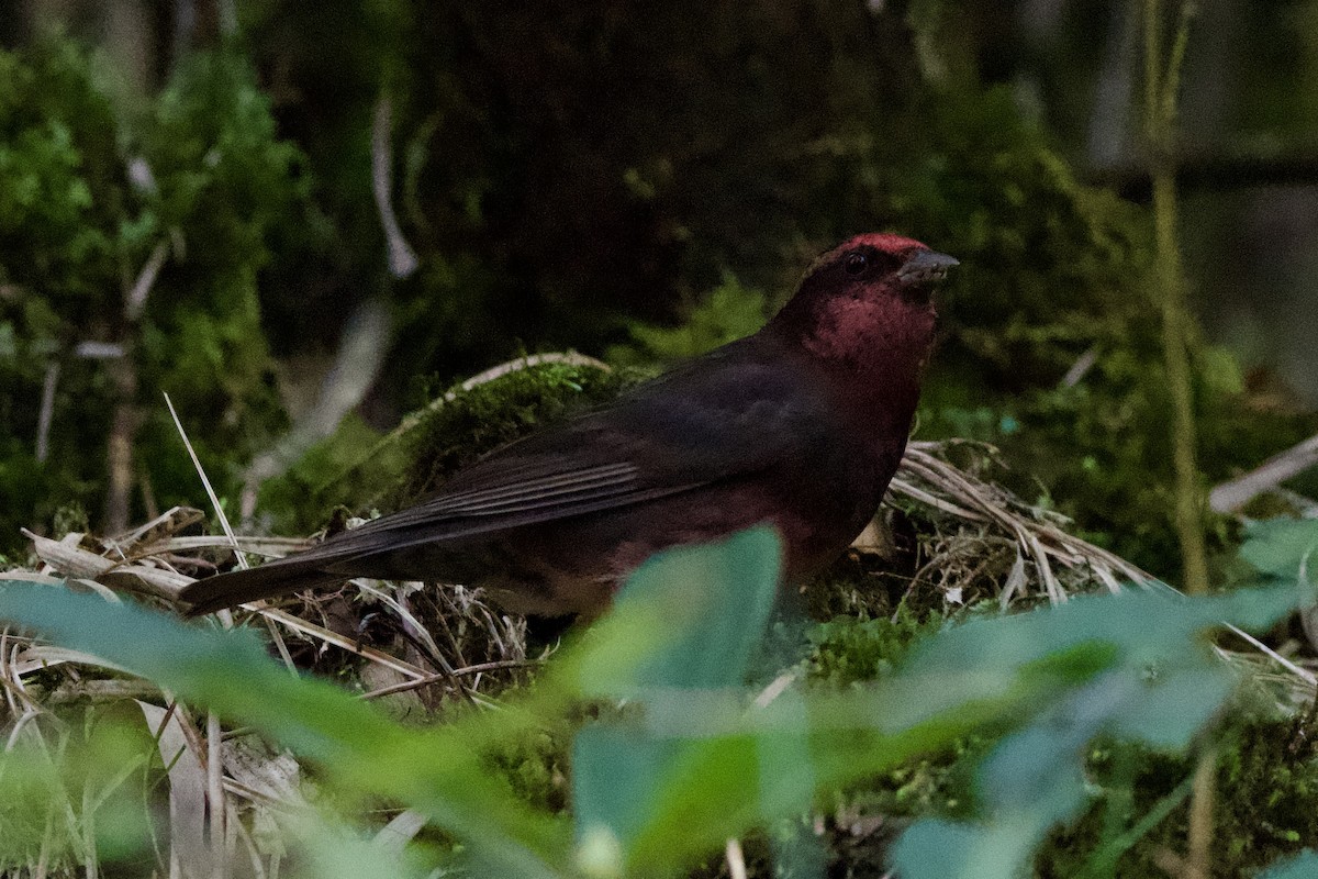 Dark-breasted Rosefinch - ML639402695