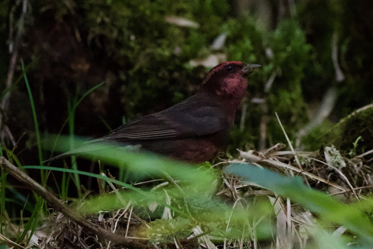 Dark-breasted Rosefinch - ML639402696