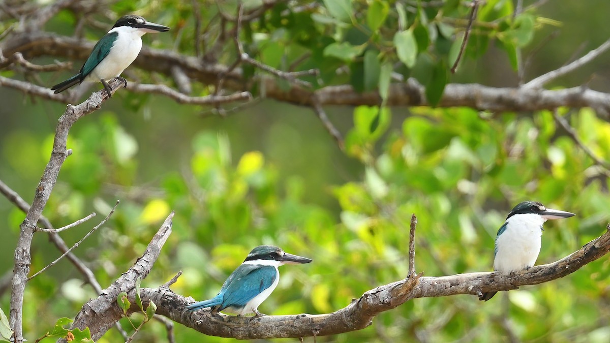 Collared Kingfisher - ML639402698