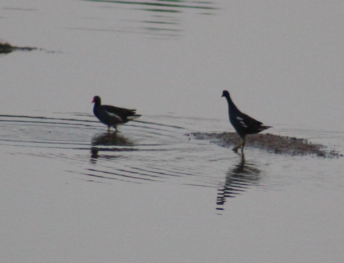 Eurasian Moorhen - ML639402699