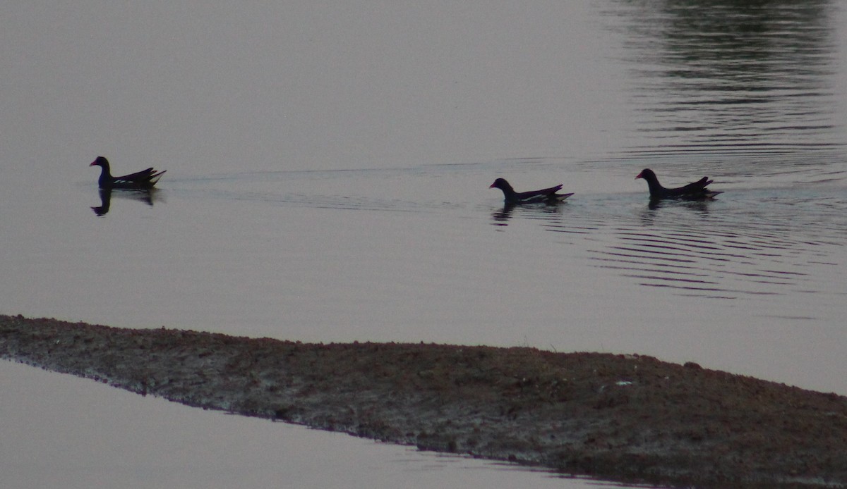 Eurasian Moorhen - ML639402700