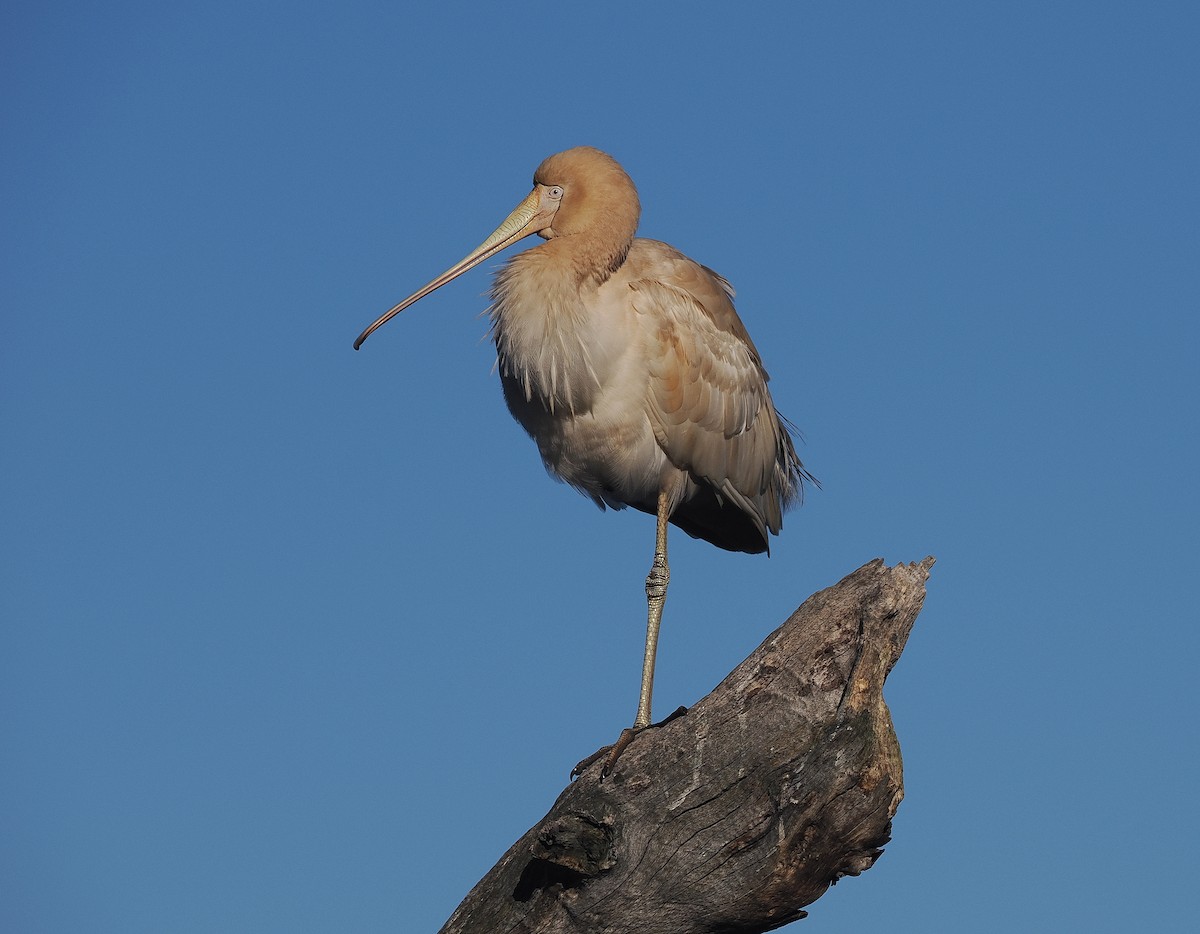 Yellow-billed Spoonbill - ML639402701