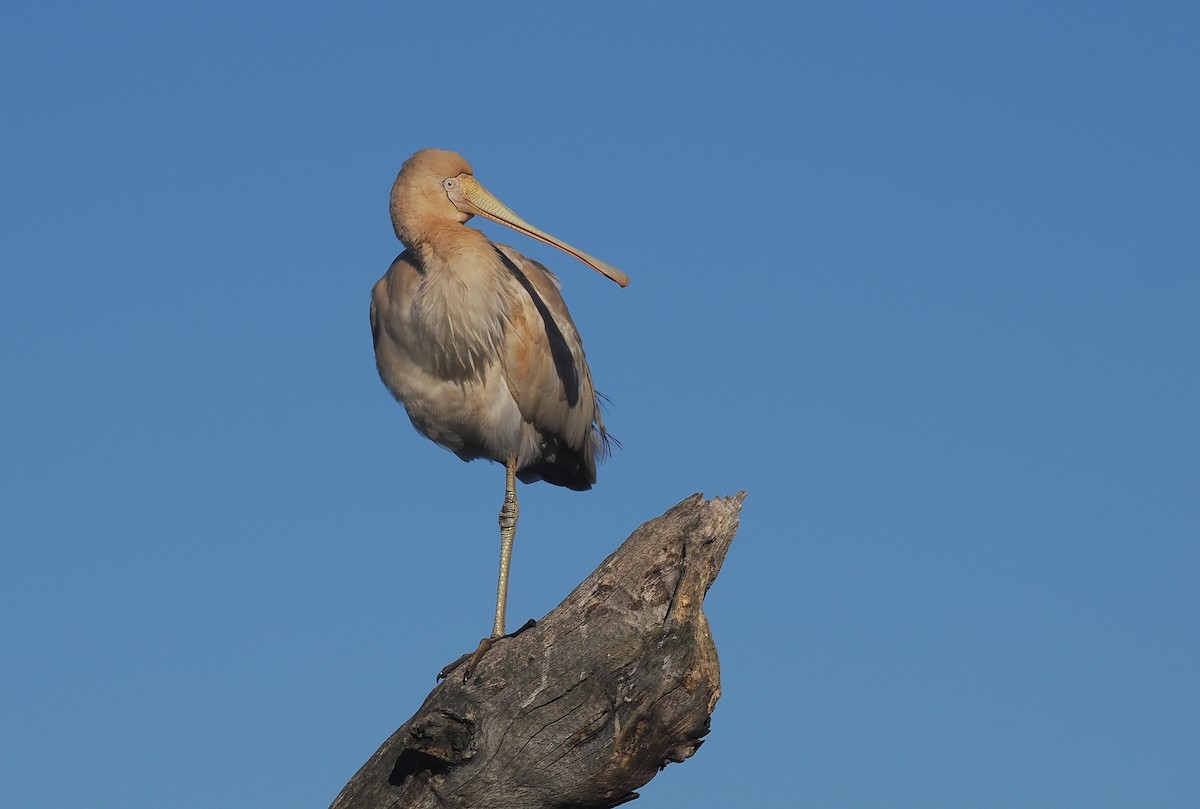 Yellow-billed Spoonbill - ML639402702