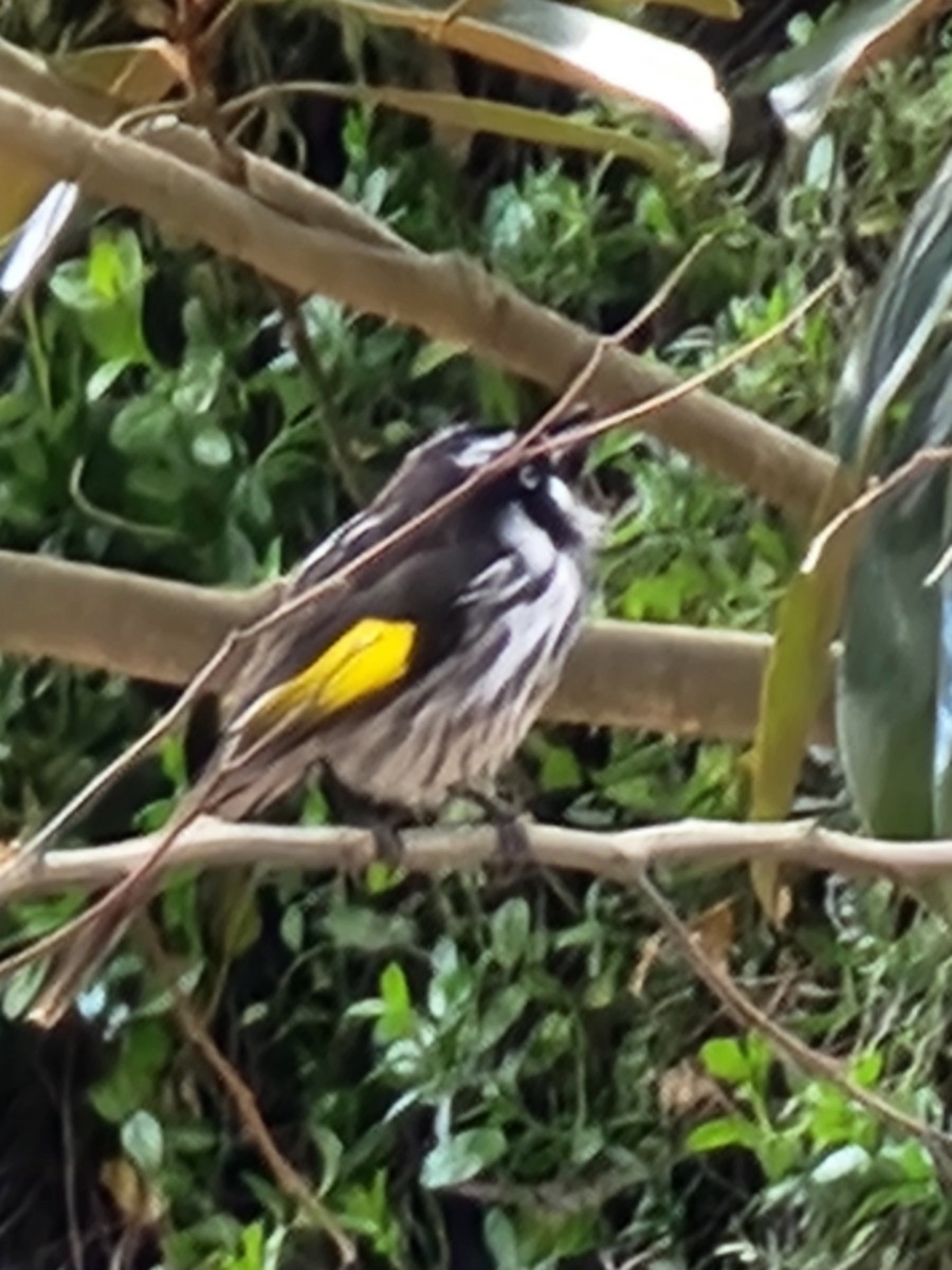 New Holland Honeyeater - ML639402703
