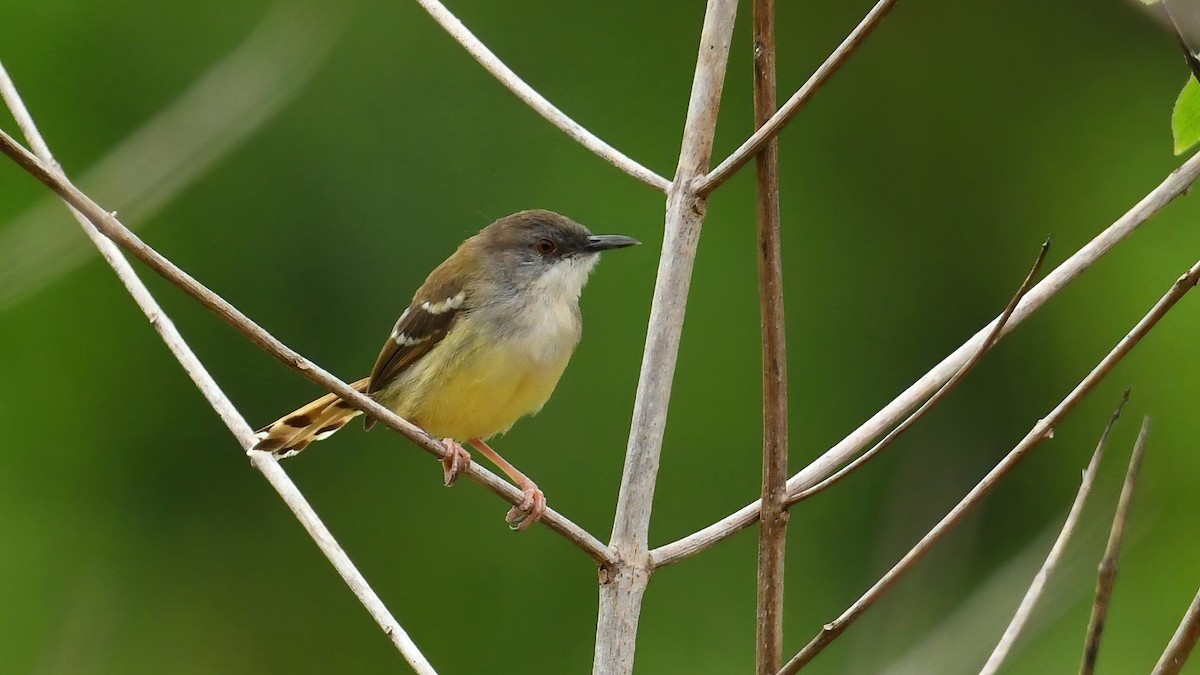 Bar-winged Prinia - ML639402705