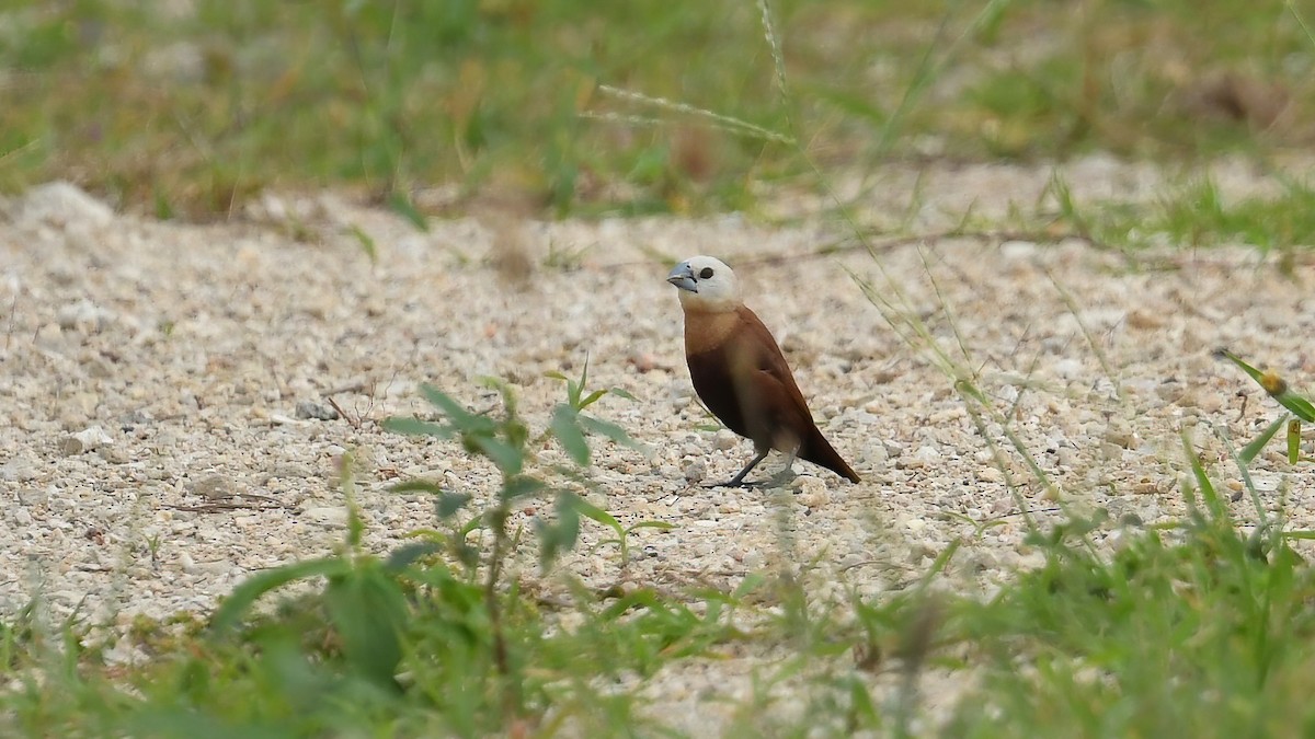 White-headed Munia - ML639402709