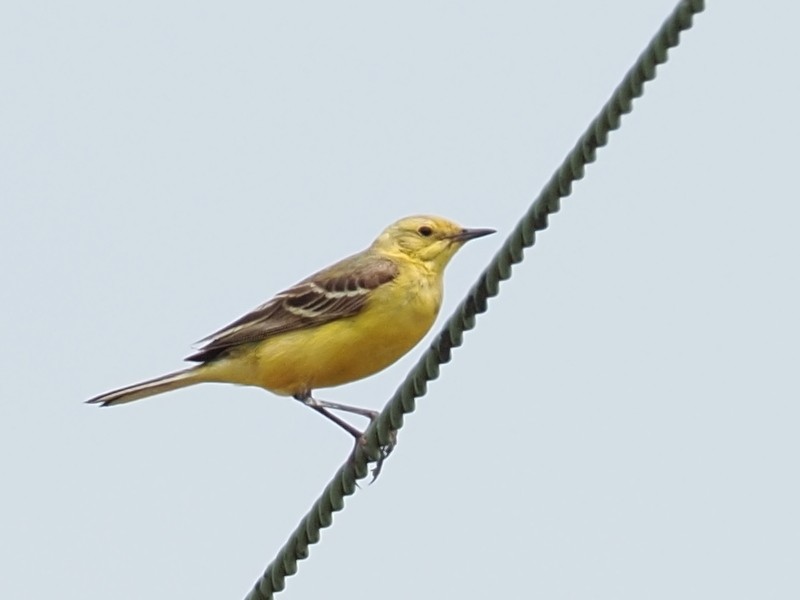 Western Yellow Wagtail - ML639402713