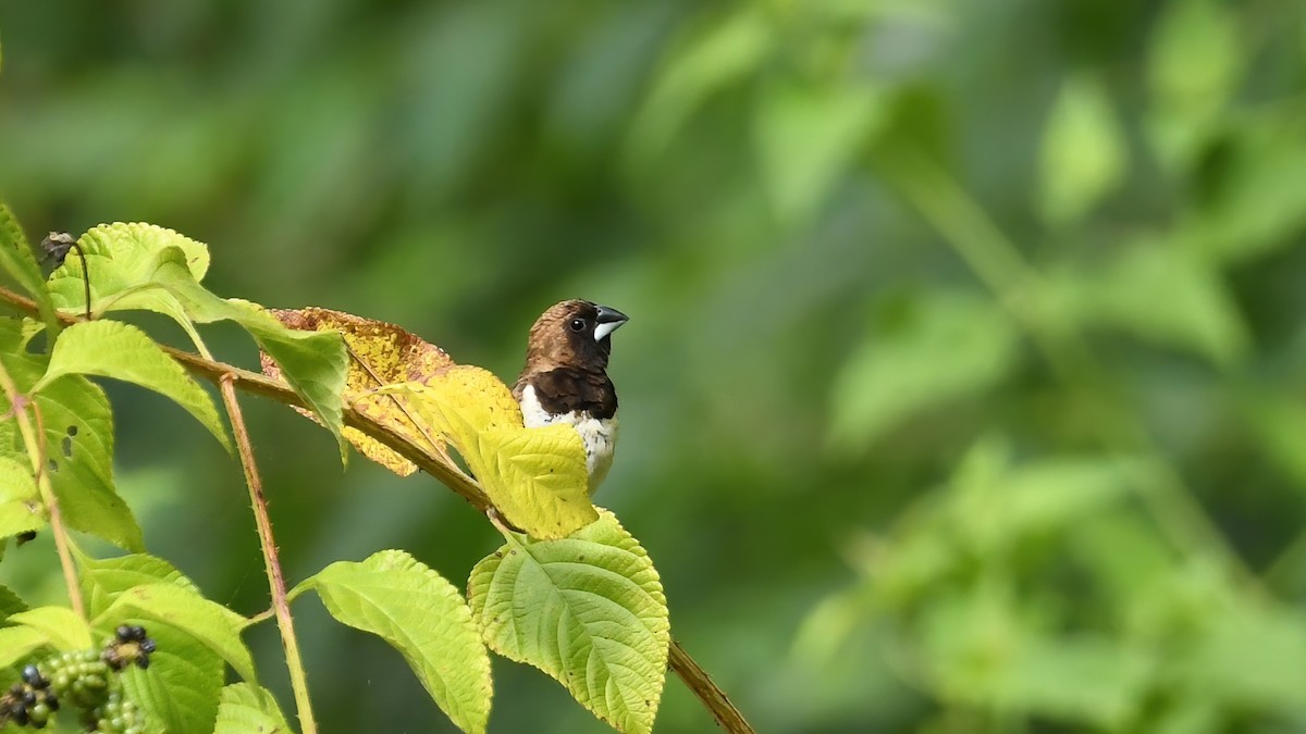 Javan Munia - ML639402714