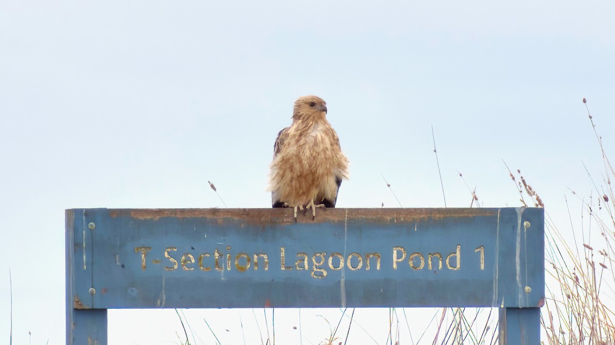 Swamp Harrier - ML639402715