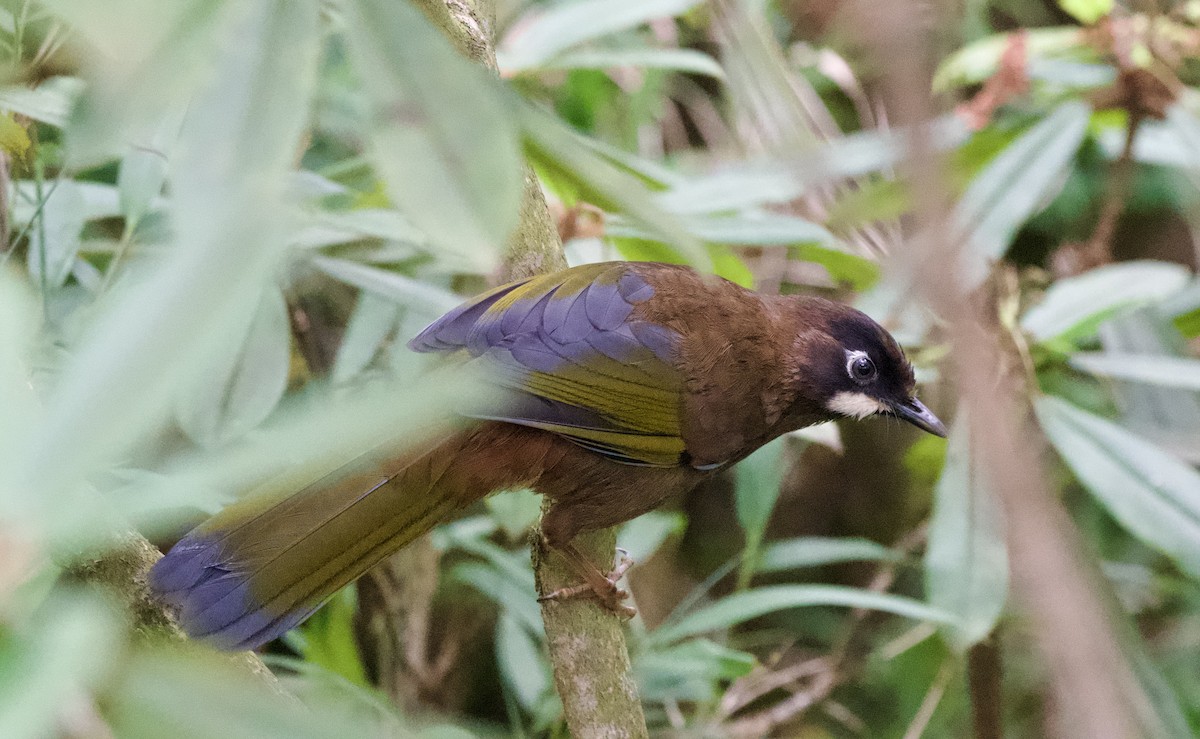 Black-faced Laughingthrush - ML639402717