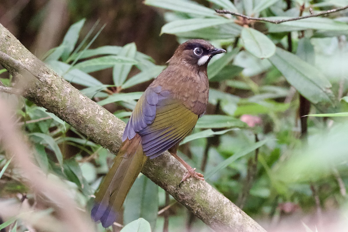Black-faced Laughingthrush - ML639402718