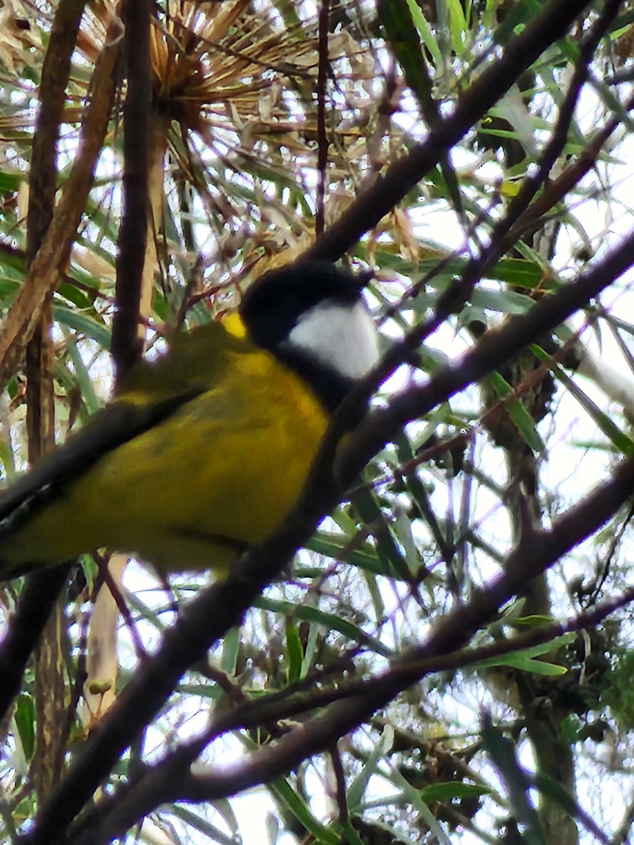 Golden Whistler - ML639402719
