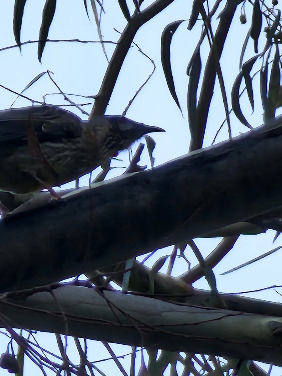 Red Wattlebird - ML639402723