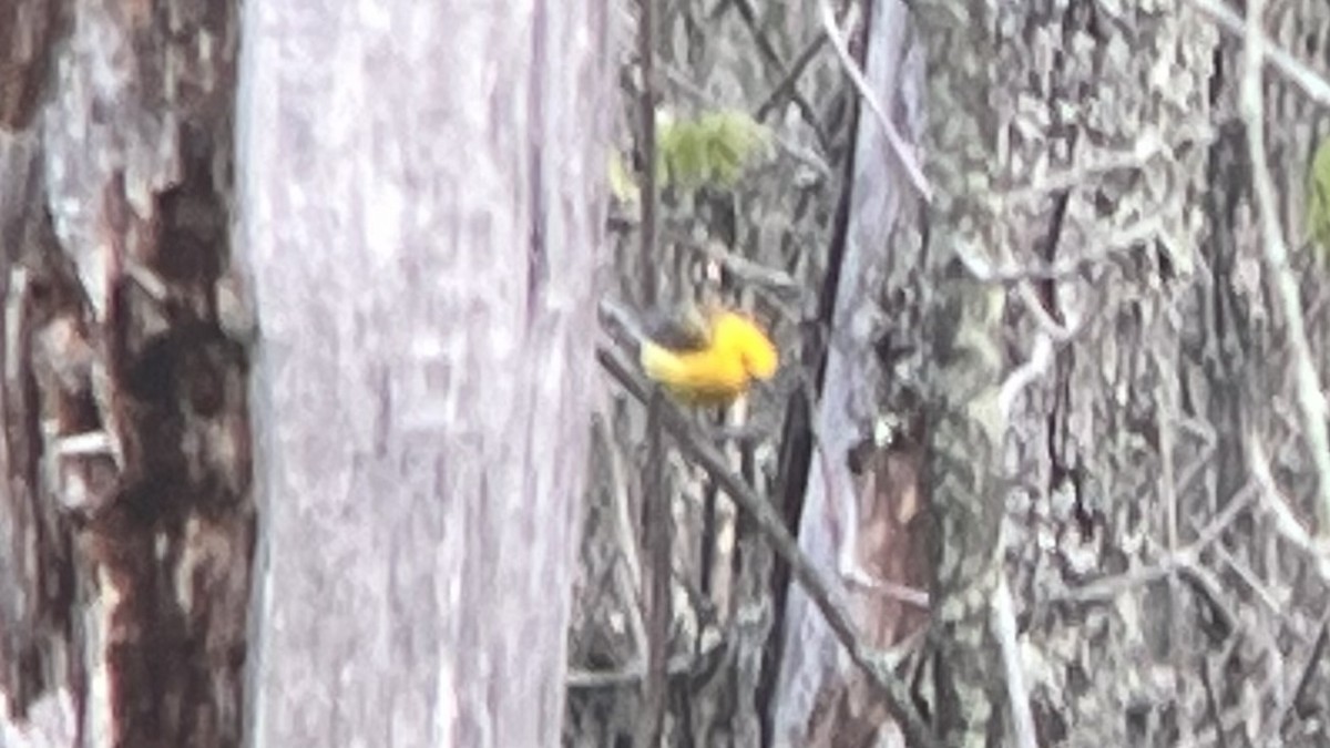 Prothonotary Warbler - ML639402724