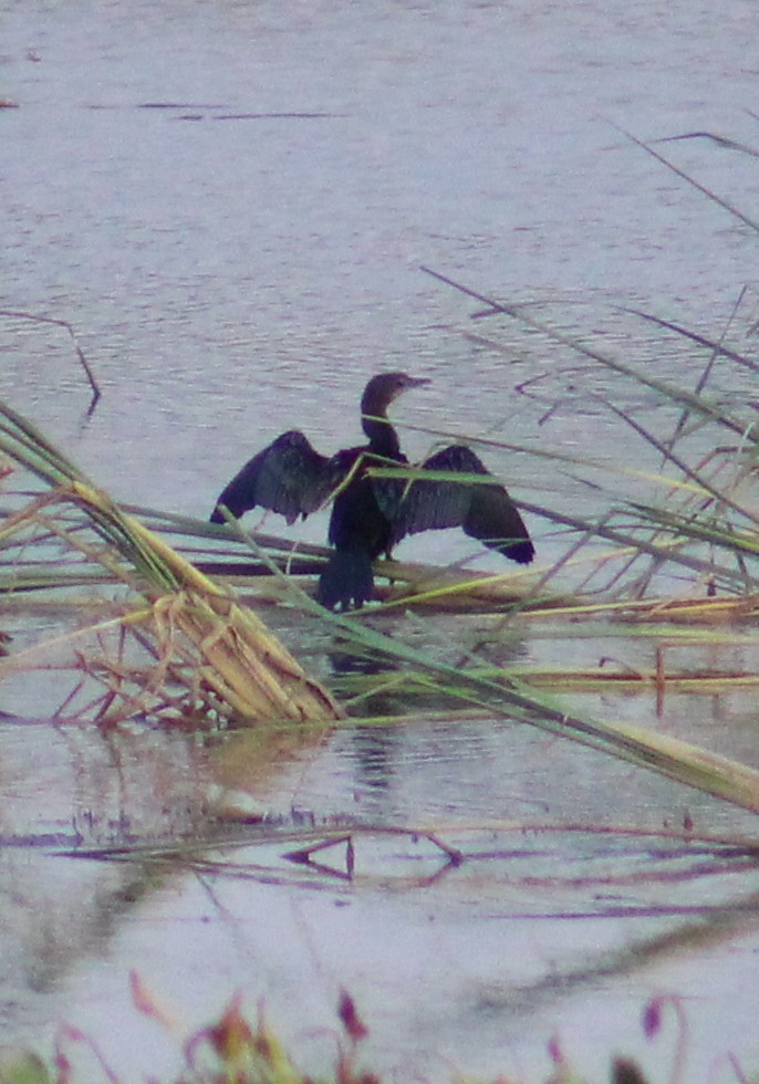 Little Cormorant - ML639402725