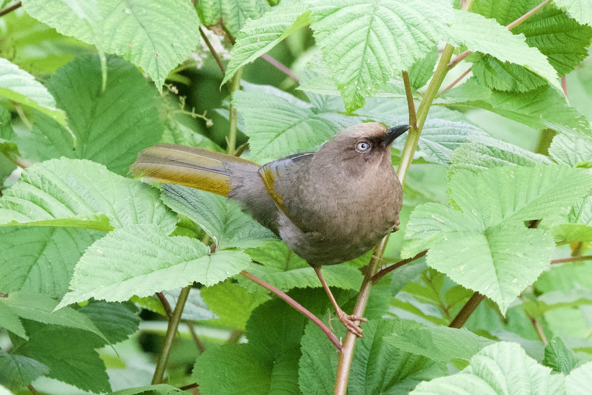 Elliot's Laughingthrush - ML639402728