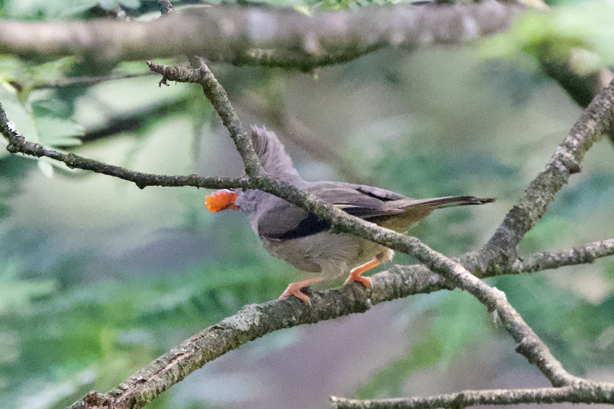 Çizgili Gıdılı Yuhina - ML639402738