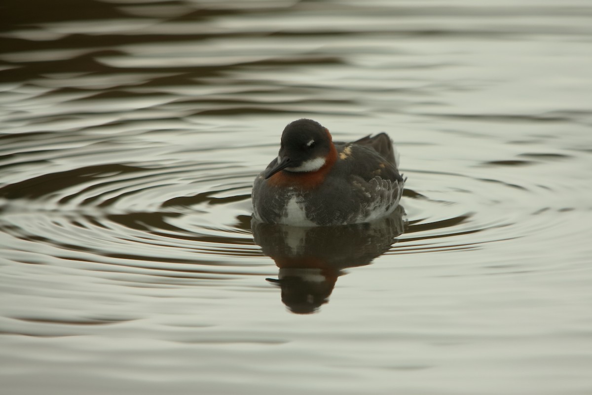 svømmesnipe - ML639402817