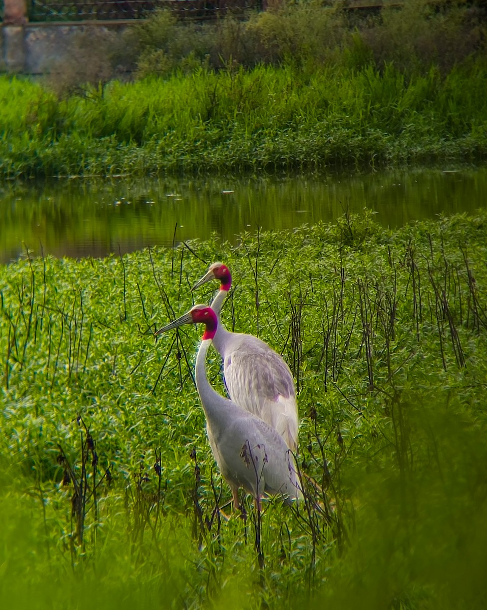 Sarus Crane - ML639402830