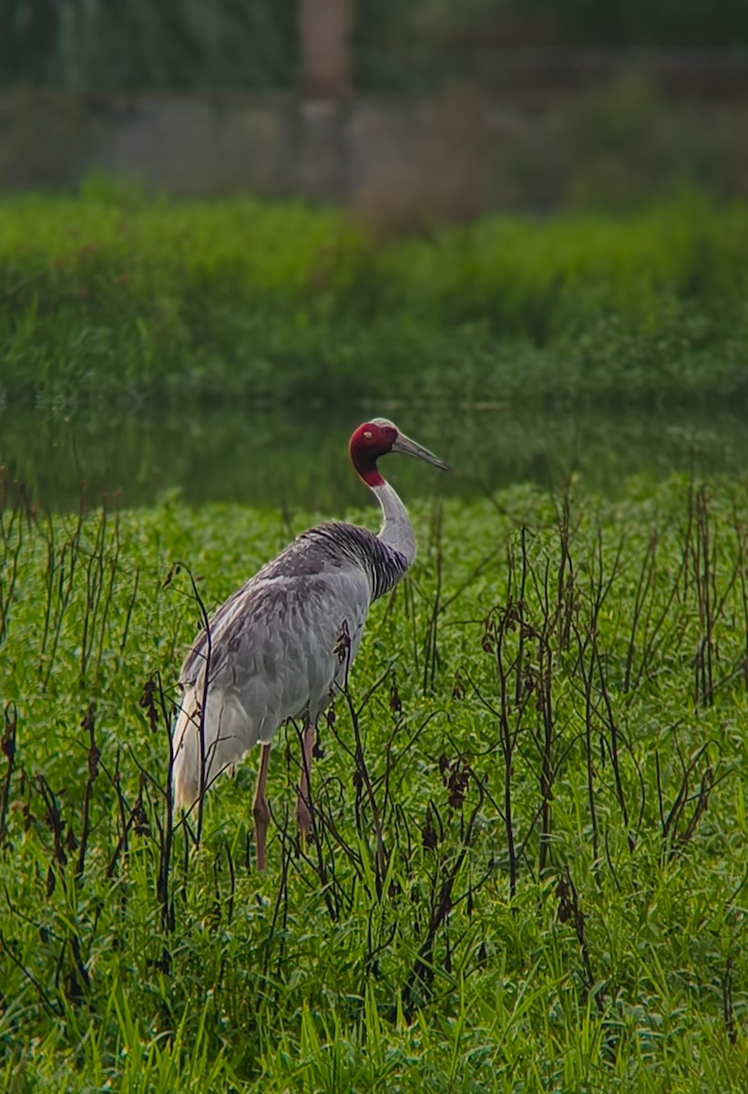 Sarus Crane - ML639402831