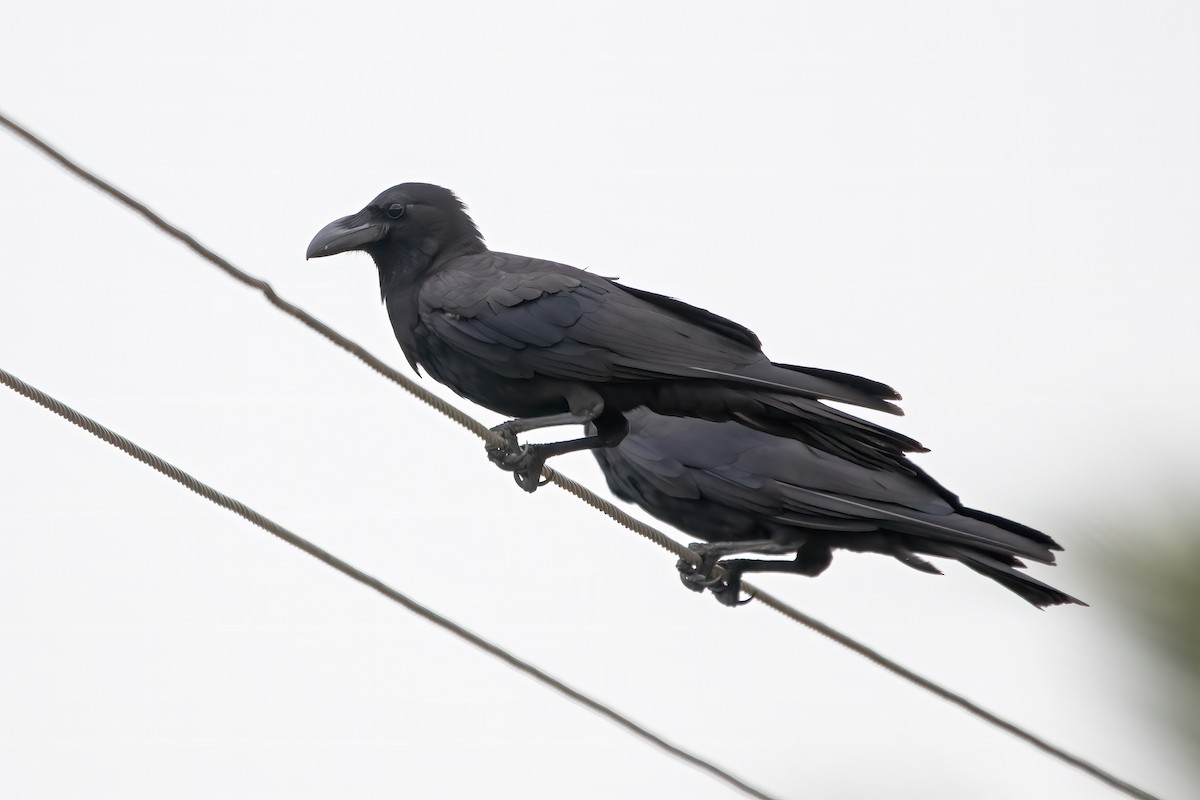 Large-billed Crow - ML639402835