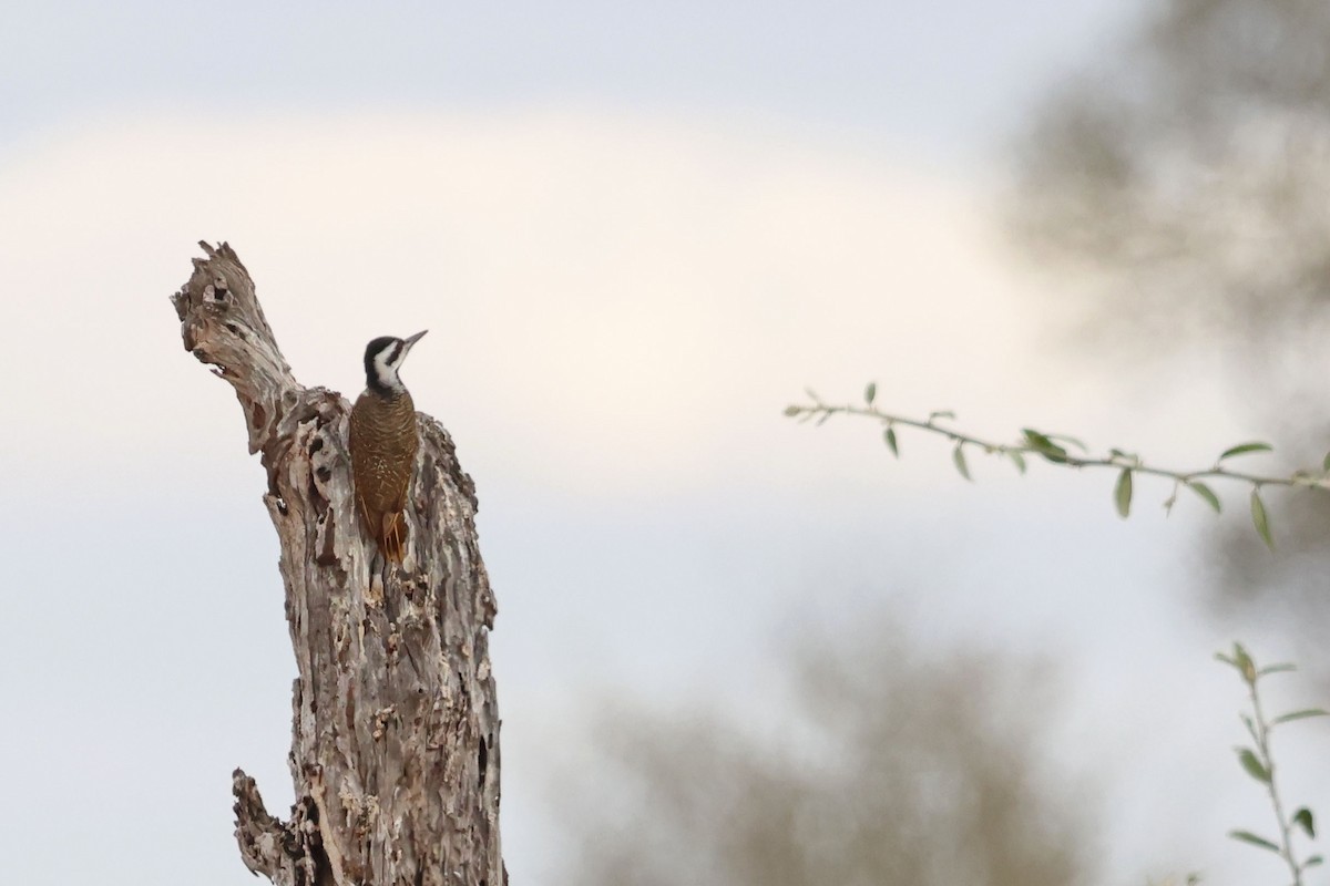 Bearded Woodpecker - ML639402836