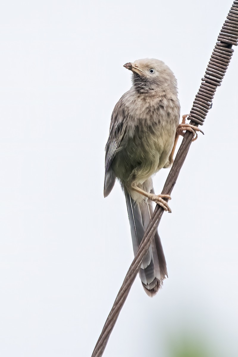 Yellow-billed Babbler - ML639402840