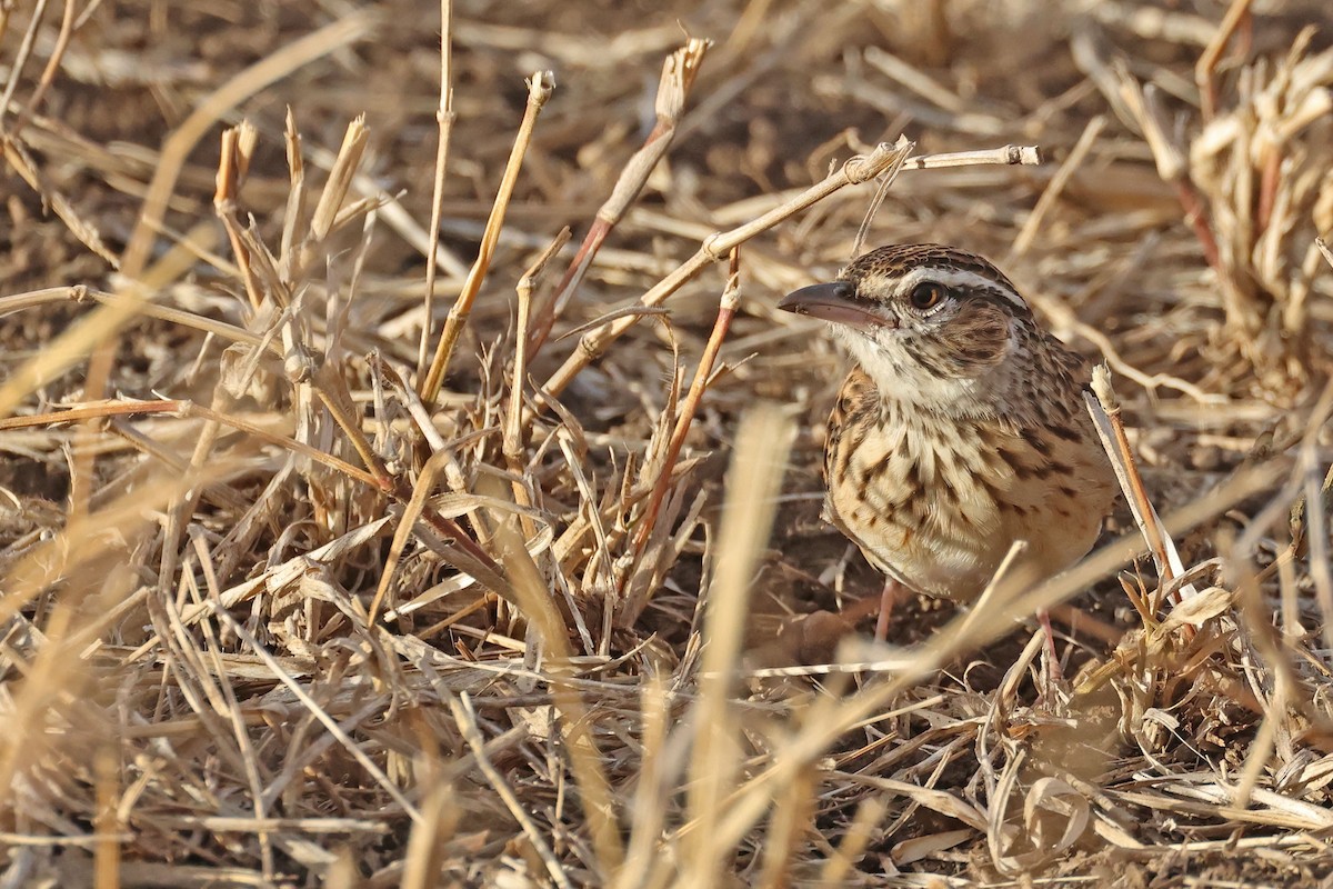Sabota Lark (Sabota) - ML639402841