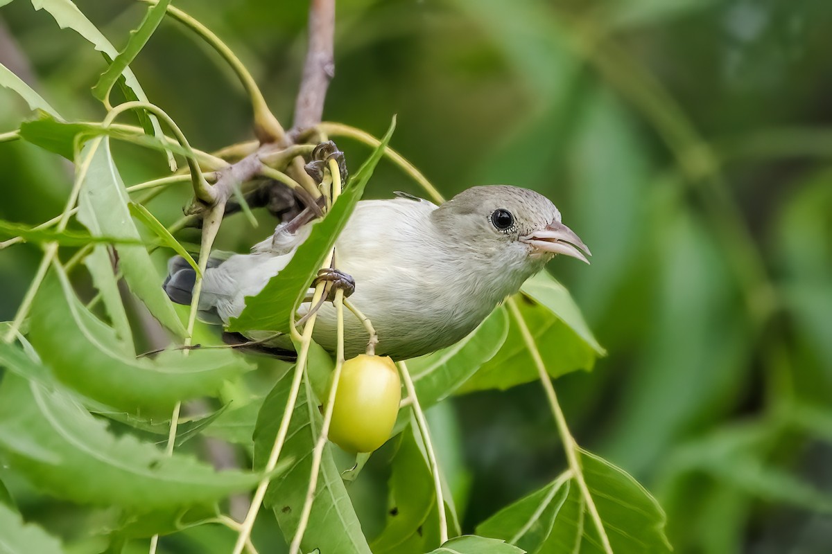 Pale-billed Flowerpecker - ML639402842