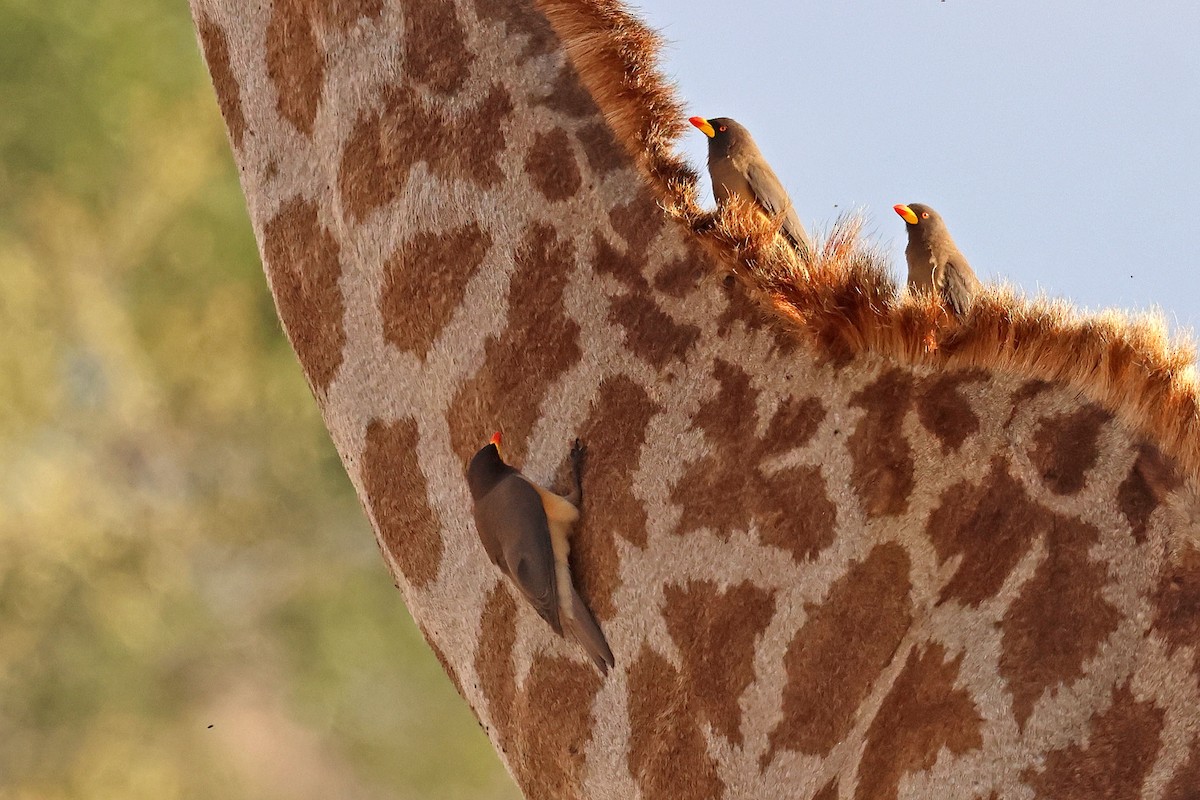 Yellow-billed Oxpecker - ML639402844