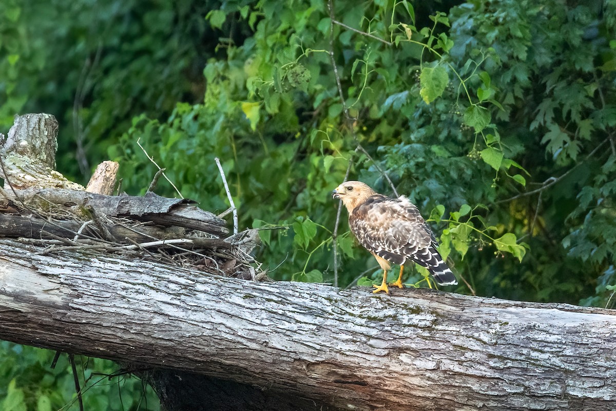 Red-shouldered Hawk - ML639402853