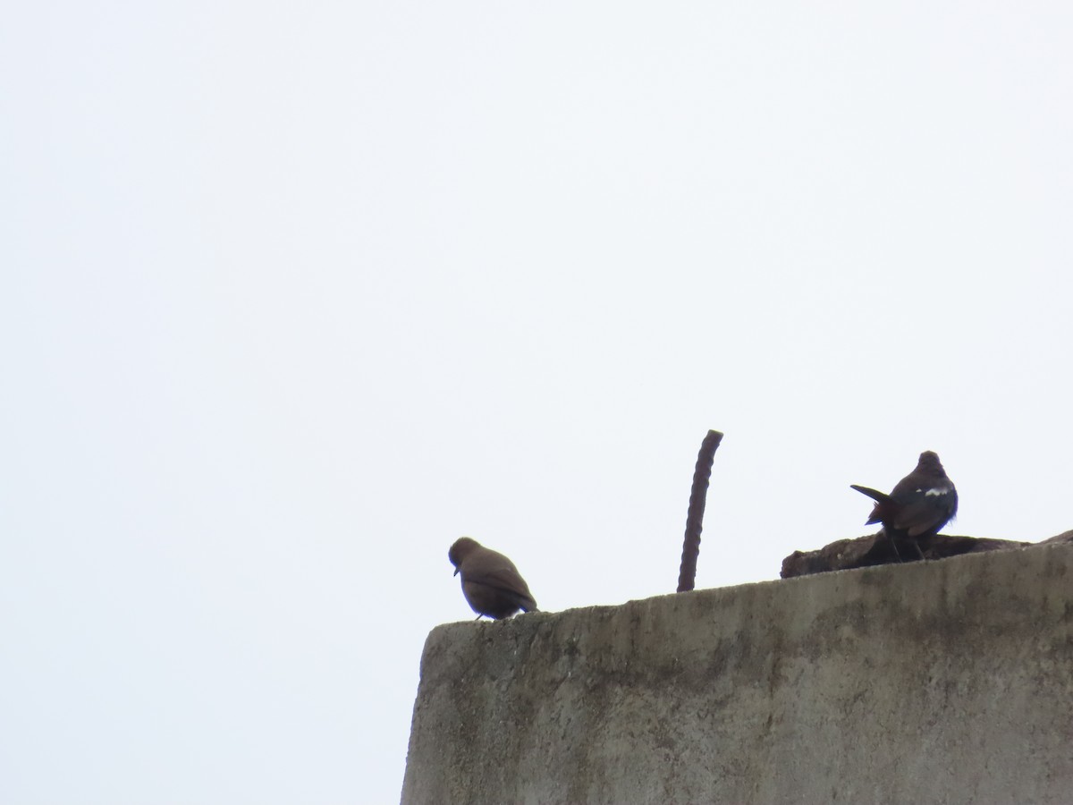 Indian Robin - ML639402858