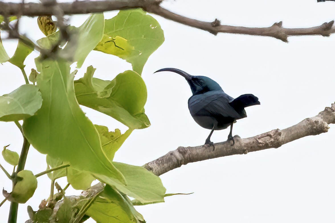 Loten's Sunbird - ML639402859