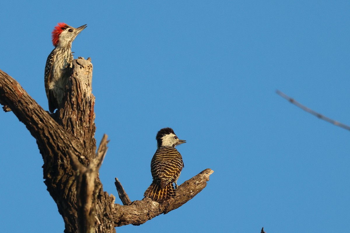 Cardinal Woodpecker - ML639402863