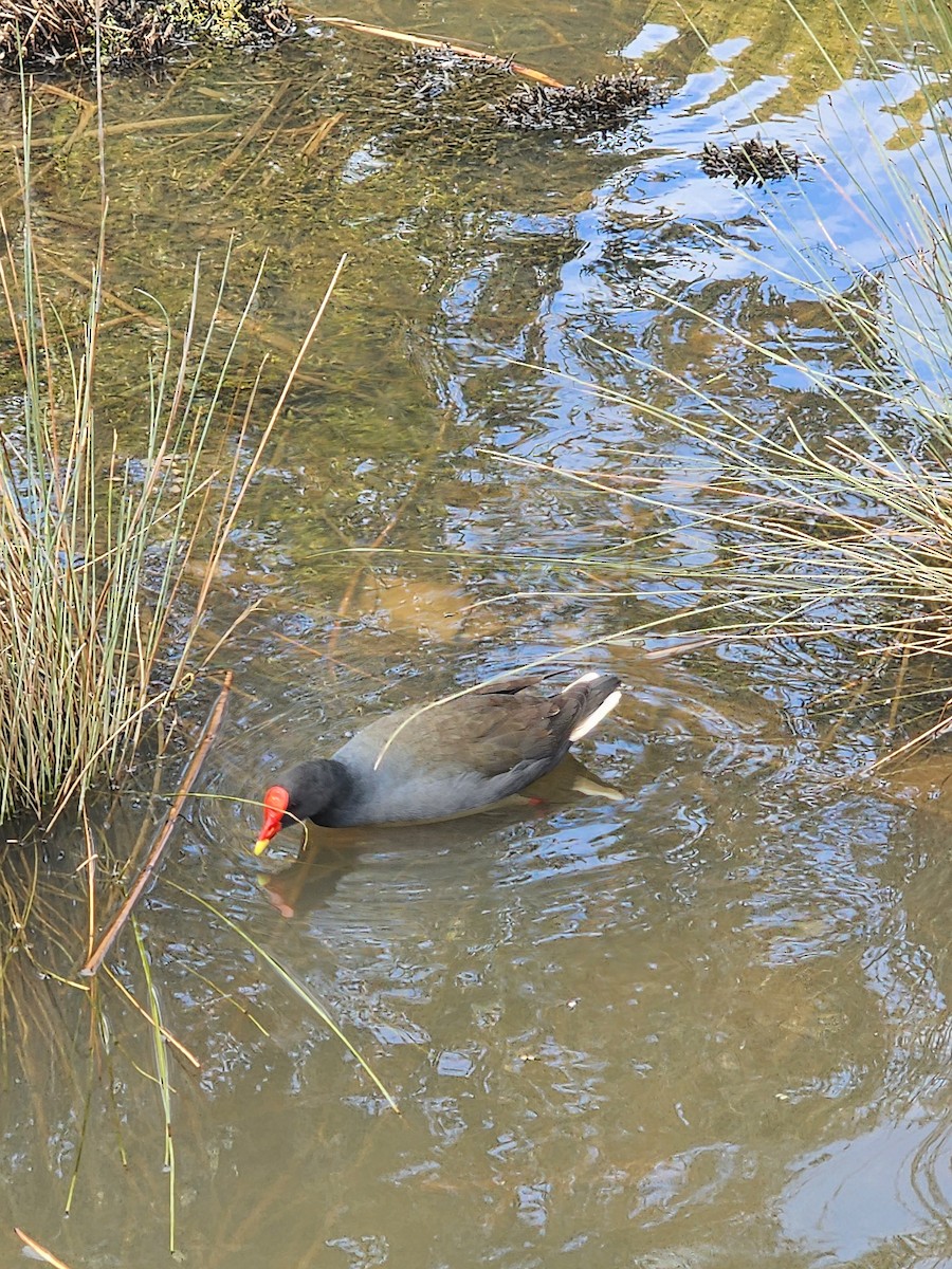 Dusky Moorhen - ML639402907