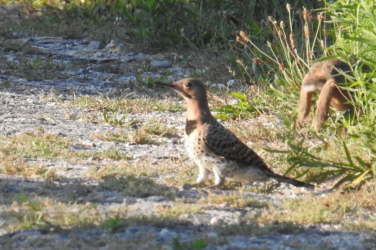 Northern Flicker - Carol Baird Molander