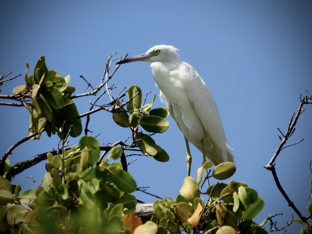 Little Blue Heron - ML639402919