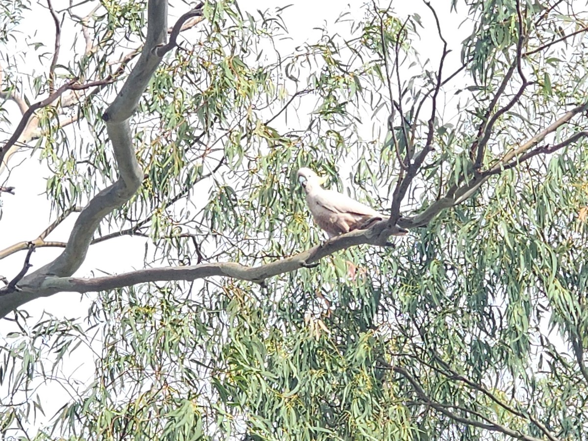 Sulphur-crested Cockatoo - ML639402920