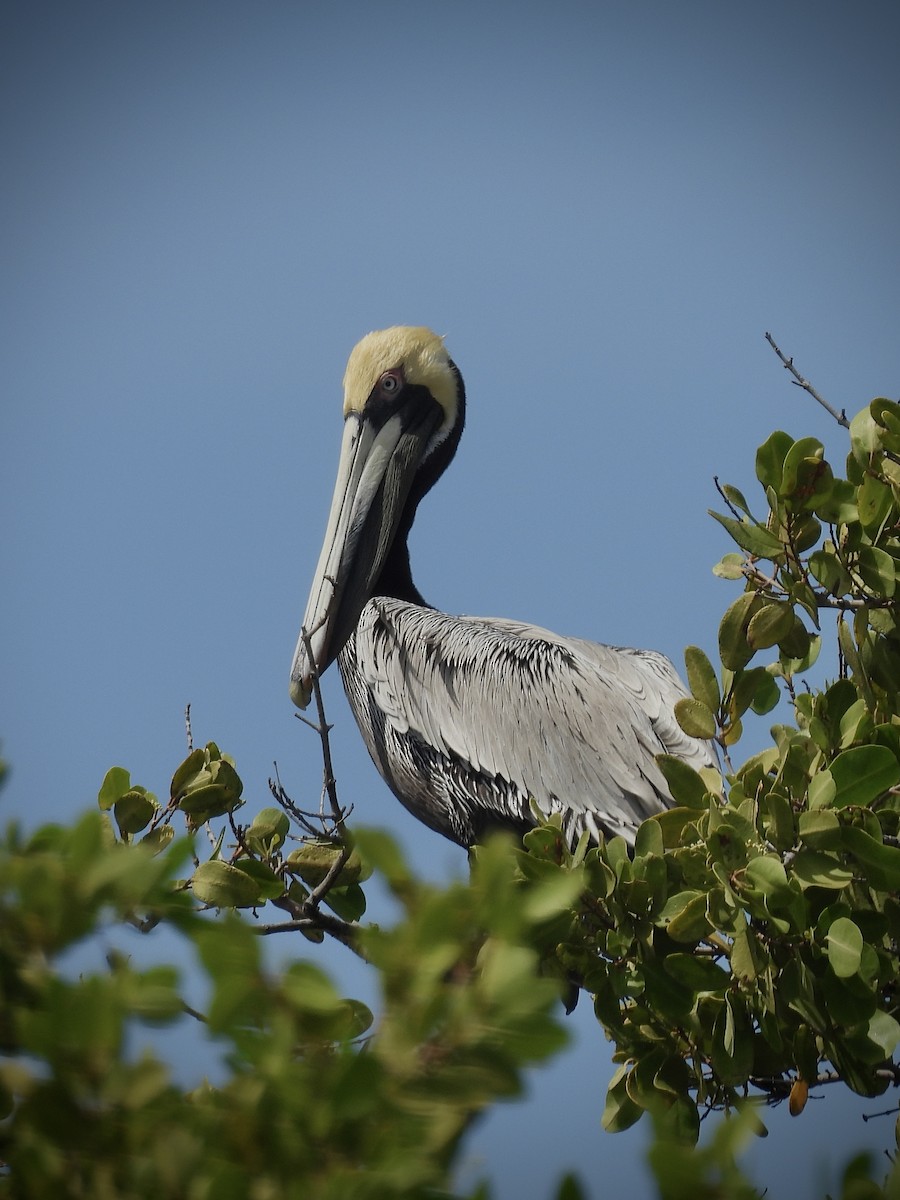 Brown Pelican - ML639402957